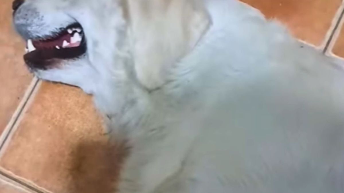 Pokazała psa po spacerze