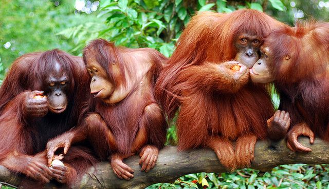 Zachowania społeczne powszechne są wśród małp (fot. dumbskull CC-BY)