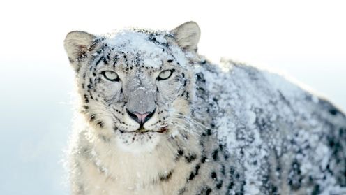 1/3 czytelników Applemanii korzysta ze Snow Leoparda 1