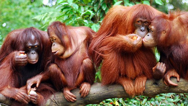 Mamy duże mózgi, musimy współpracować 1