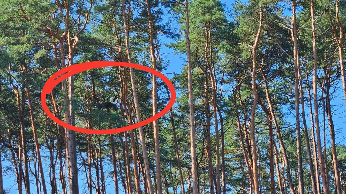 Bocian czarny powrócił po 10 latach. Niezwykły gość w Nadleśnict