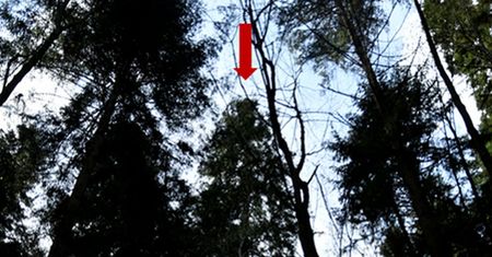 Odkrycie w Pienińskim Parku Narodowym. Wyjątkowe drzewo