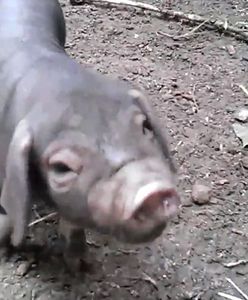 Małe świnki (wideo)