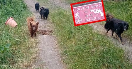 Psy rozszarpały Natalkę na podwórku. Inne nadal biegają po wsi