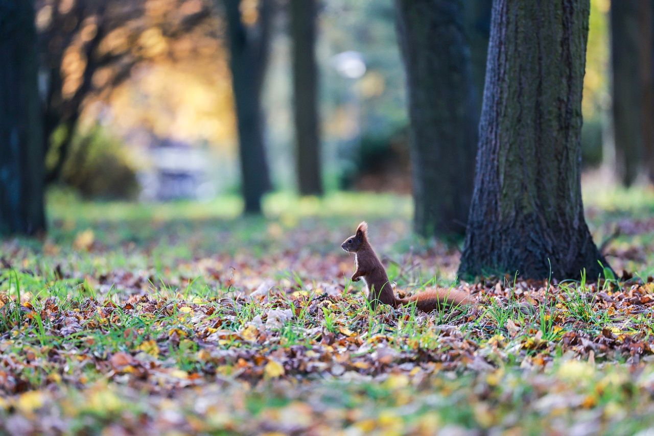 Poznań: Urocze wiewiórki z Cytadeli kradną serca spacerowiczów