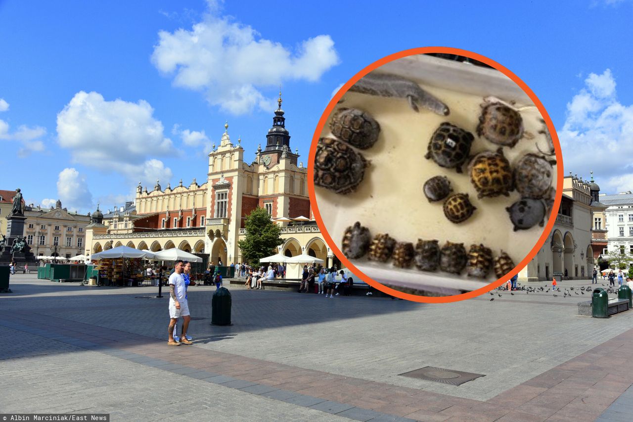 W sklepie zoologicznym w Krakowie znaleziono truchła zwierząt