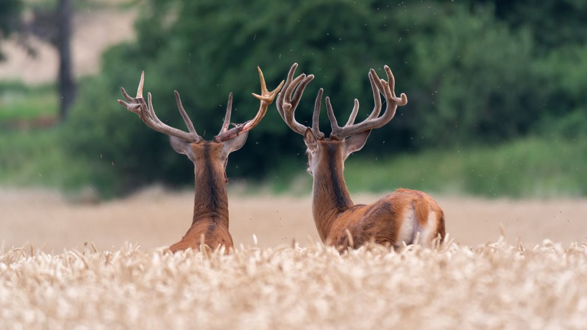 Rykowisko to okres godowy jeleni, zaczynający się mniej więcej w połowie września