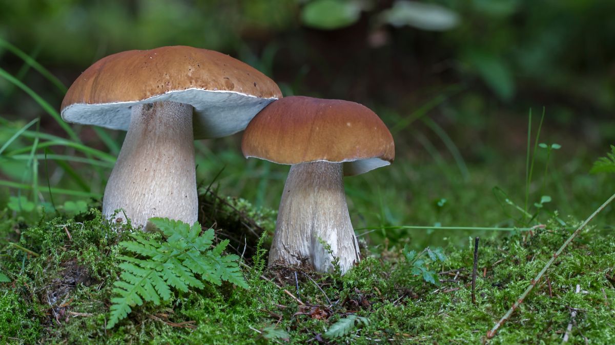 Prawdziwki to najsmaczniejsze grzyby.  