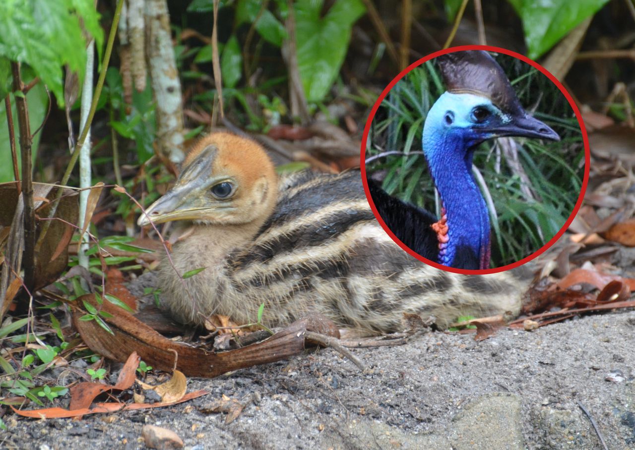 UK's first cassowary chick since 2021 hatches in gloucestershire