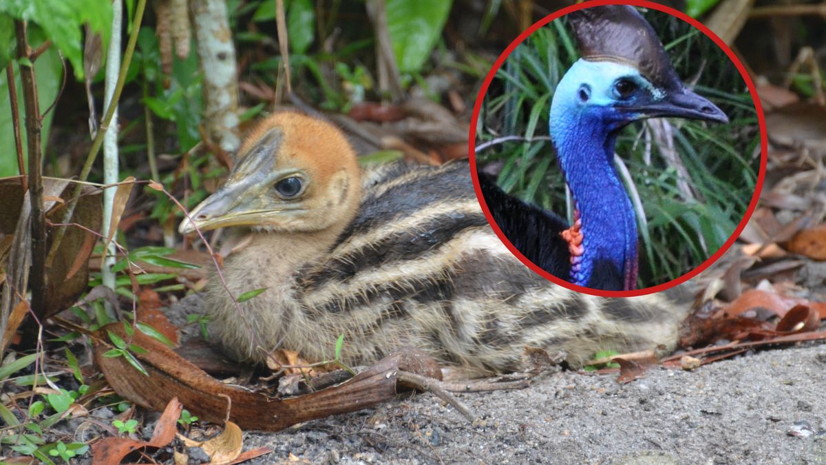 Ten uroczy pisklak wyrośnie na bardzo niebezpiecznego ptaka