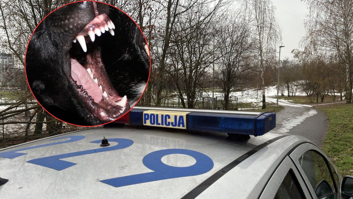 Pies od dwóch lat nie był szczepiony na wściekliznę