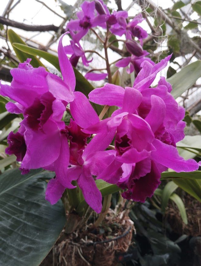 Katleje kwitną w różnych odcieniach różu i fioletu