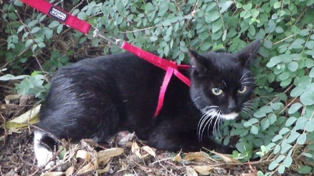 Kot wytropił skradzioną biżuterię