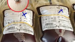 Przyciąga kleszcze jak magnes. Polacy mają powody do obaw