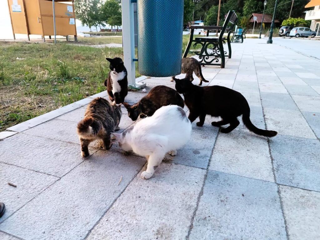 Thassos w Grecji