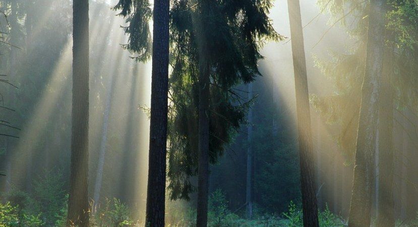 Woda zalewa polskie lasy. Zniknąć może nawet 400 hektarów
