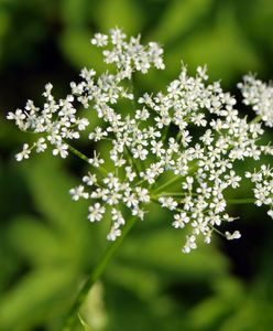 Barszcz Sosnowskiego niebezpieczny dla ludzi. Polska dalej nie ma skutecznych rozwiązań