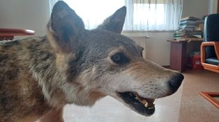 Sławno: Rolnicy mówią, że wilki są coraz bardziej poważnym problemem