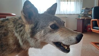 Sławno: Rolnicy mówią, że wilki są coraz bardziej poważnym problemem