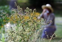 Kalendarz alergika na wrzesień 2023. Dowiedz się, co teraz pyli