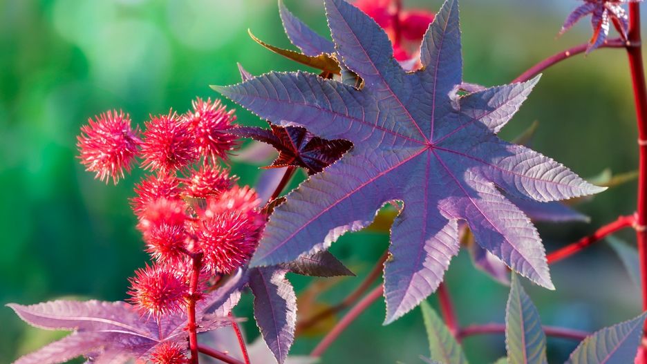Castor oil plant with red prickly fruits and colorful leaves.
