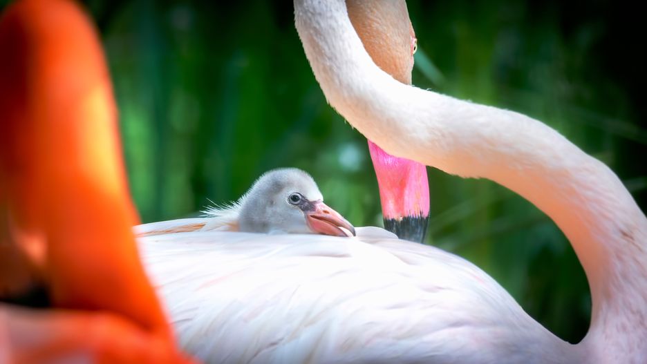 Flamingos Phoenicopteridae newborn baby with his mother, the flamingo's chick is at his mother's guard and cares for him, Flamingo cub sitting and hiding in feathers on manminky back.
Flamingos (Phoenicopteridae) newborn baby with his mother, the flamingo's chick is at his mother's guard and cares for him, Flamingo cub sitting and hiding in feathers on manminky back.
(c) Jiri Fejkl
flamingo, animal, bird, baby, beak, beautiful, black, chordate, color, colorful, creature, exotic, family, feather, flock, great, gregarious, grey, lightweight, long, low, natures, neck, outdoor, potty, skeleton, small, strong, tide, vertebrate, waste, white, wild, wildlife, wing, winged, mom, chick, mothers, guard, cares, Fejky Photography Liberec, Jiri Fejkl, The best photos, Czech republic, high resolution, wonderful, in feathers, sit, on back, flamingo, animal, bird, baby, beak, beautiful, black, chordate, color, colorful, creature, exotic, family, feather, flock, great, gregarious, grey, lightweight, long, low, natures, neck, outdoor, potty, skeleton, small, strong, tide, vertebrate, waste, white, wild, wildlife, wing, winged, mom, chick, mothers, guard, cares, the best photos, czech republic, high resolution, wonderful, in feathers, sit