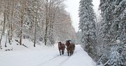 Przejażdżki kuligiem w Polsce. Gdzie i za ile skorzystamy z zimowej atrakcji?