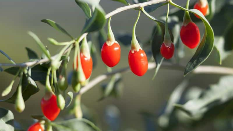 Jagody goji