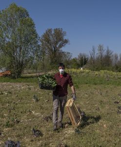 Brakuje ludzi do zbierania owoców. "Żądają 500 zł i nie chcą pracować"