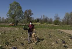 Brakuje ludzi do zbierania owoców. "Żądają 500 zł i nie chcą pracować"