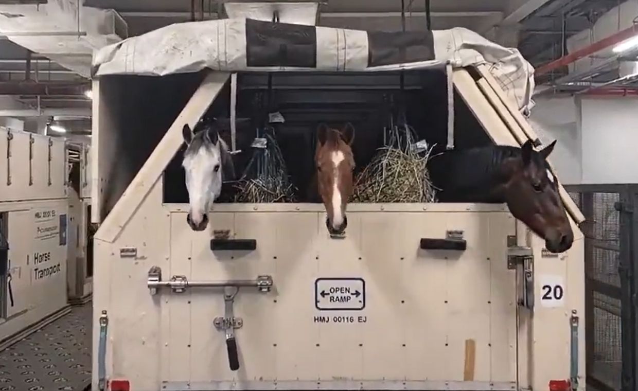 Szejkowie boją się o konie. Zwierzęta ewakuowane do Europy