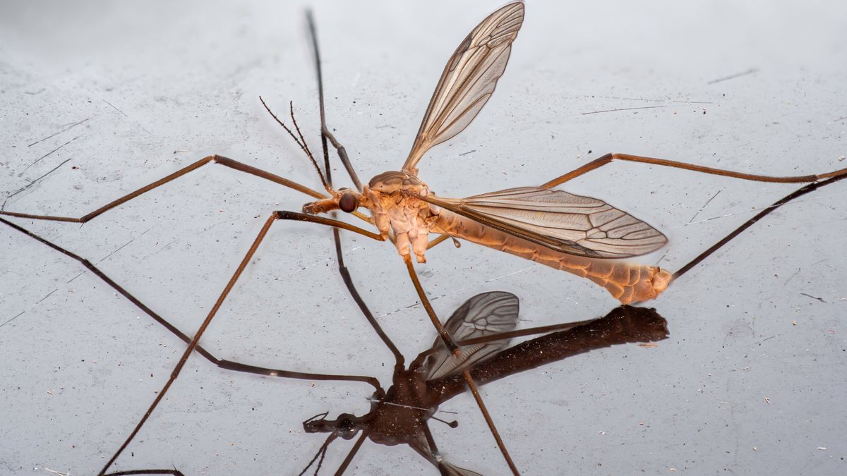 Komarnica często jest mylona z samicą komara