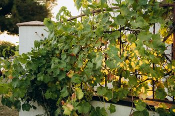 Zajadaj się całymi garściami. Eksperci są zgodni