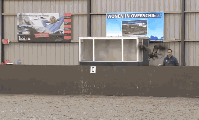 Holendrzy użyją duńskich orłów do walki z amerykańskimi dronami chińskiej produkcji 3