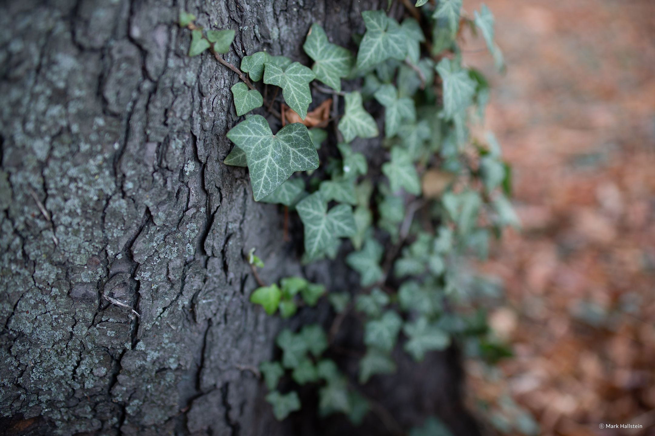 Samyang XP 35 mm f/1.2 do pełnoklatkowych Canonów już w styczniu 7