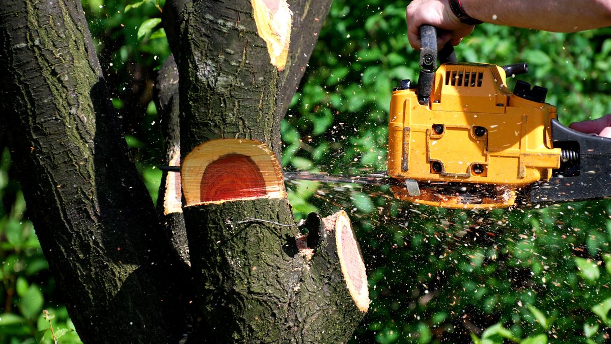 Wystające gałęzie drzewa z działki sąsiada. Oto co należy robić
