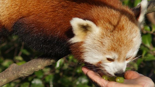 W skrócie: Zmarł Borys Strugacki, pojawił się Firefox 17, Nasza Klasa coraz słabsza 1