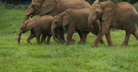 15 słoni padło w kenijskim parku Amboseli. Trwa dochodzenie