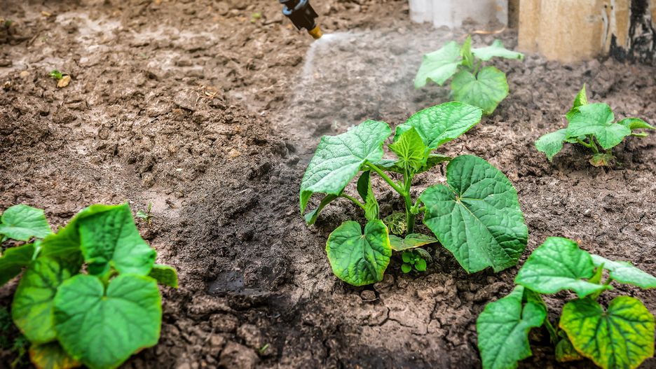 Oprysk z czosnku na ogórki sprawi, że infekcje będą znikać