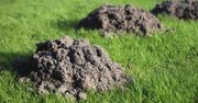 Wbij w ziemię, a krety i nornice uciekną. Dla nich to największy fetor