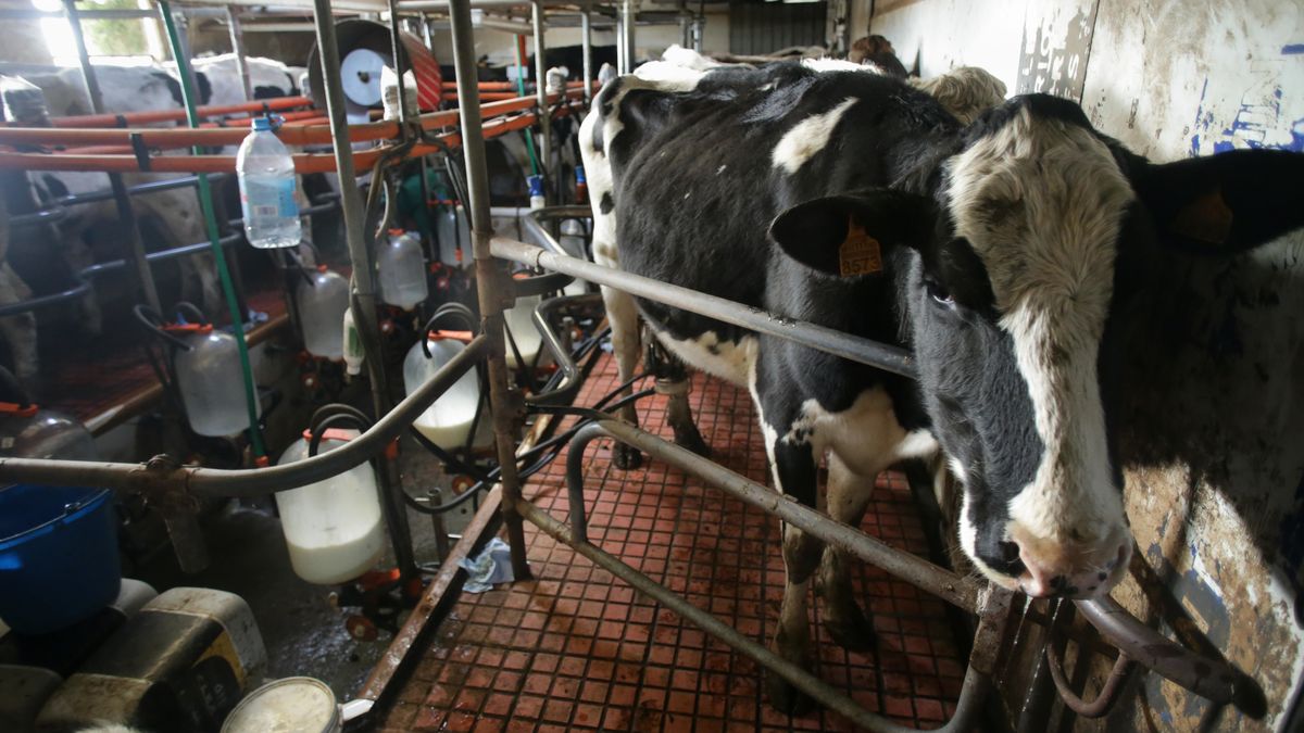 MACEDO, FRIOL, LUGO GALICIA, SPAIN - FEBRUARY 18: A cow during milking at the Bertolos e Serranos dairy farm on February 19, 2023, in Macedo, Friol, Lugo, Galicia, Spain. The Bertolos e Serranos dairy farm produces milk for sale and for cheese production under its own brand. In Galicia, the industries have to renew agreements with farms in early spring, but are delaying their formal proposals because they are finding it difficult to make a decision on which agreement to adopt. The instability in the market is leading to a trend of quarterly contracts, instead of the annual ones that have been signed in recent seasons. (Photo By Carlos Castro/Europa Press via Getty Images)