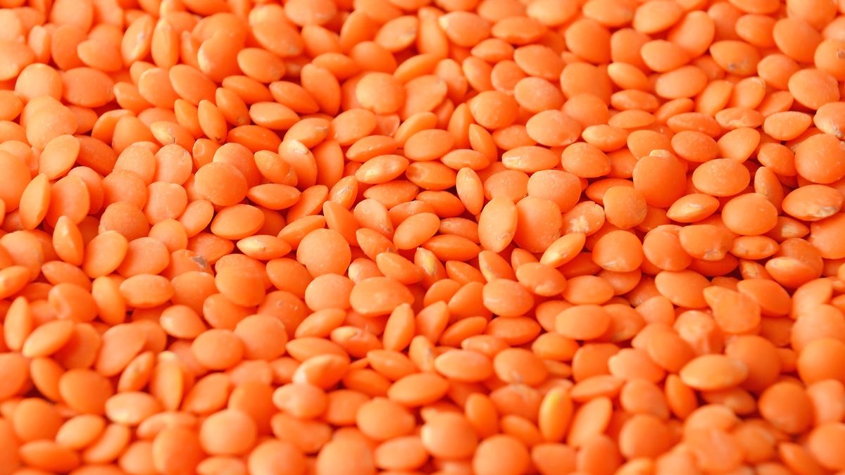 Czerwona soczewica to bogactwo białka roślinnego