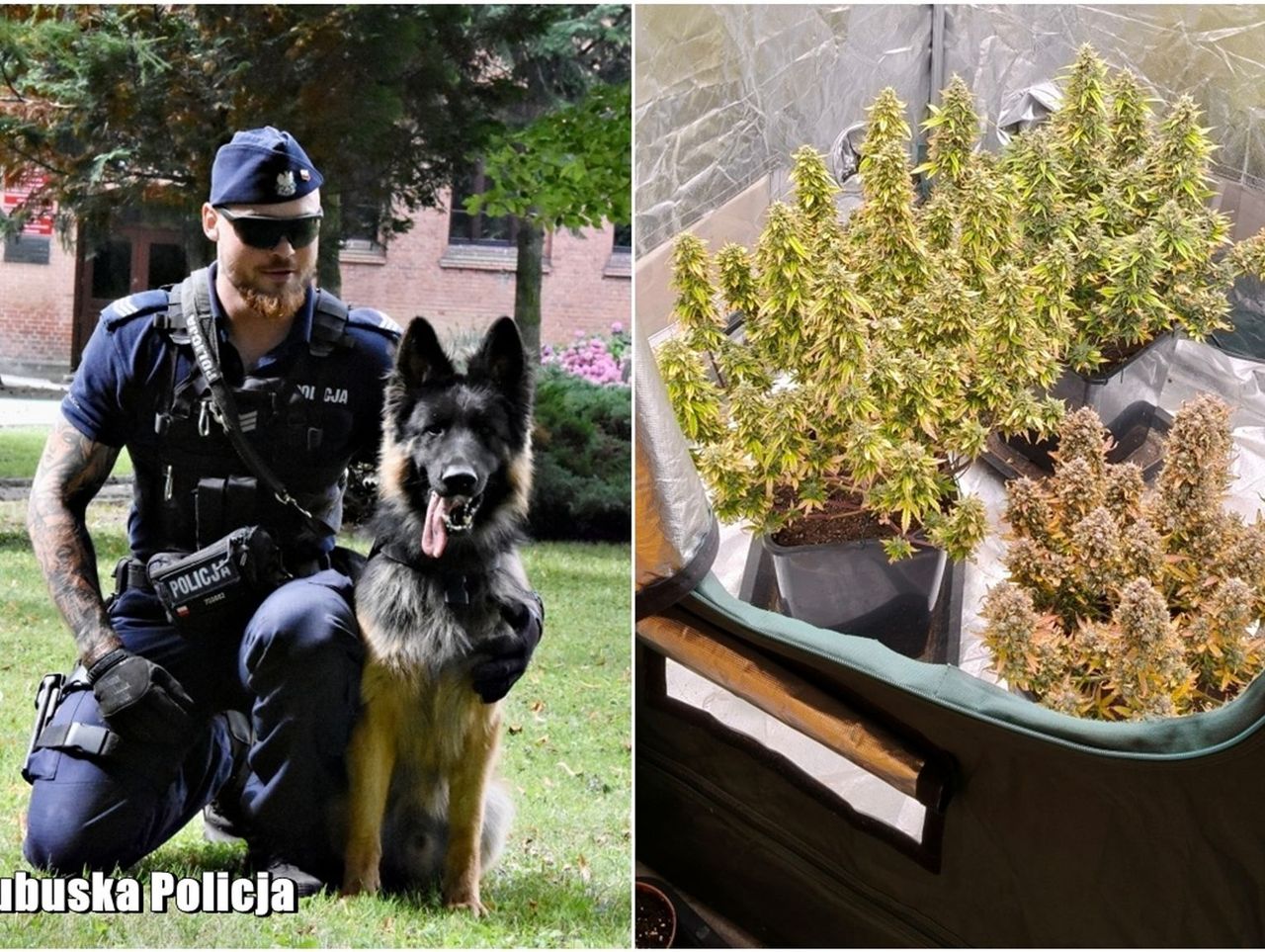 Gmina Dobiegniew: Policyjny pies Tobi pomógł w zatrzymaniu