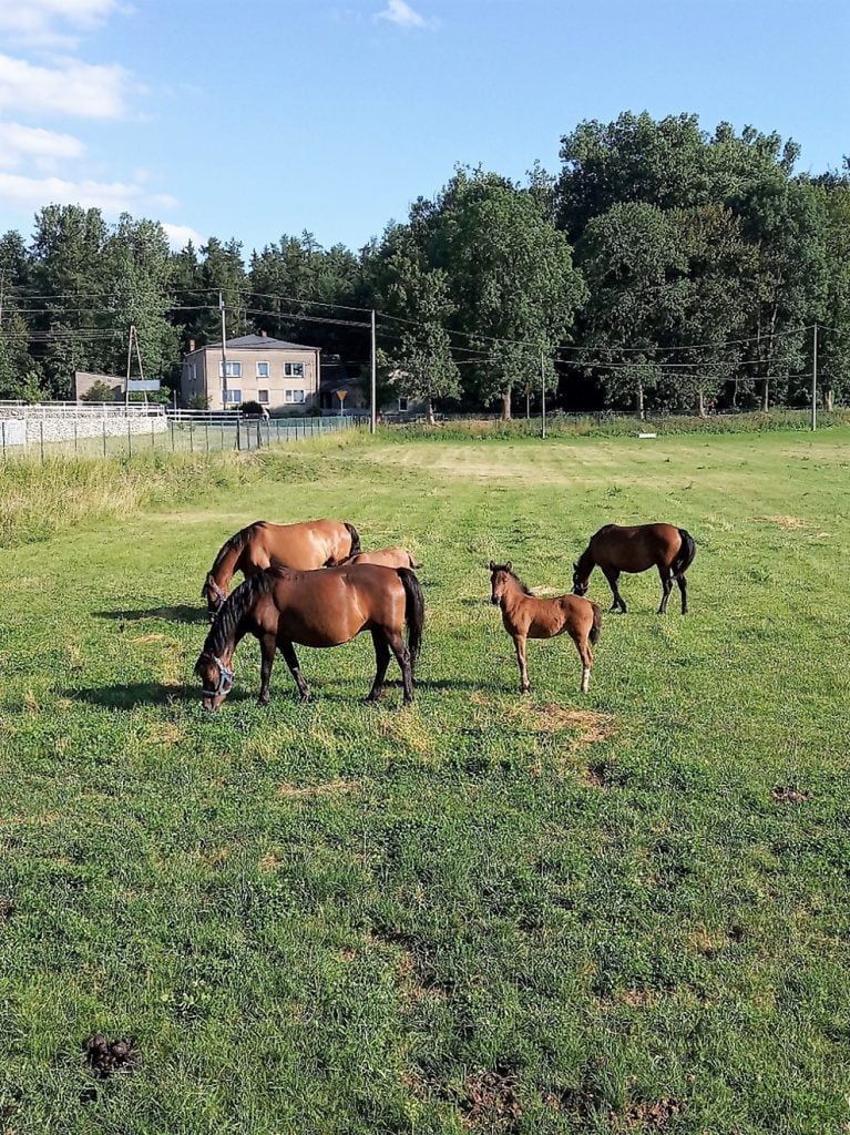 konie w kamyku