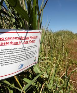 Niemcy już wiedzą. Urzędnik ujawnił pierwsze wyniki badań