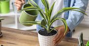 Jak pozbyć się ziemiórek z roślin doniczkowych? Wykorzystaj popularną herbatę ziołową