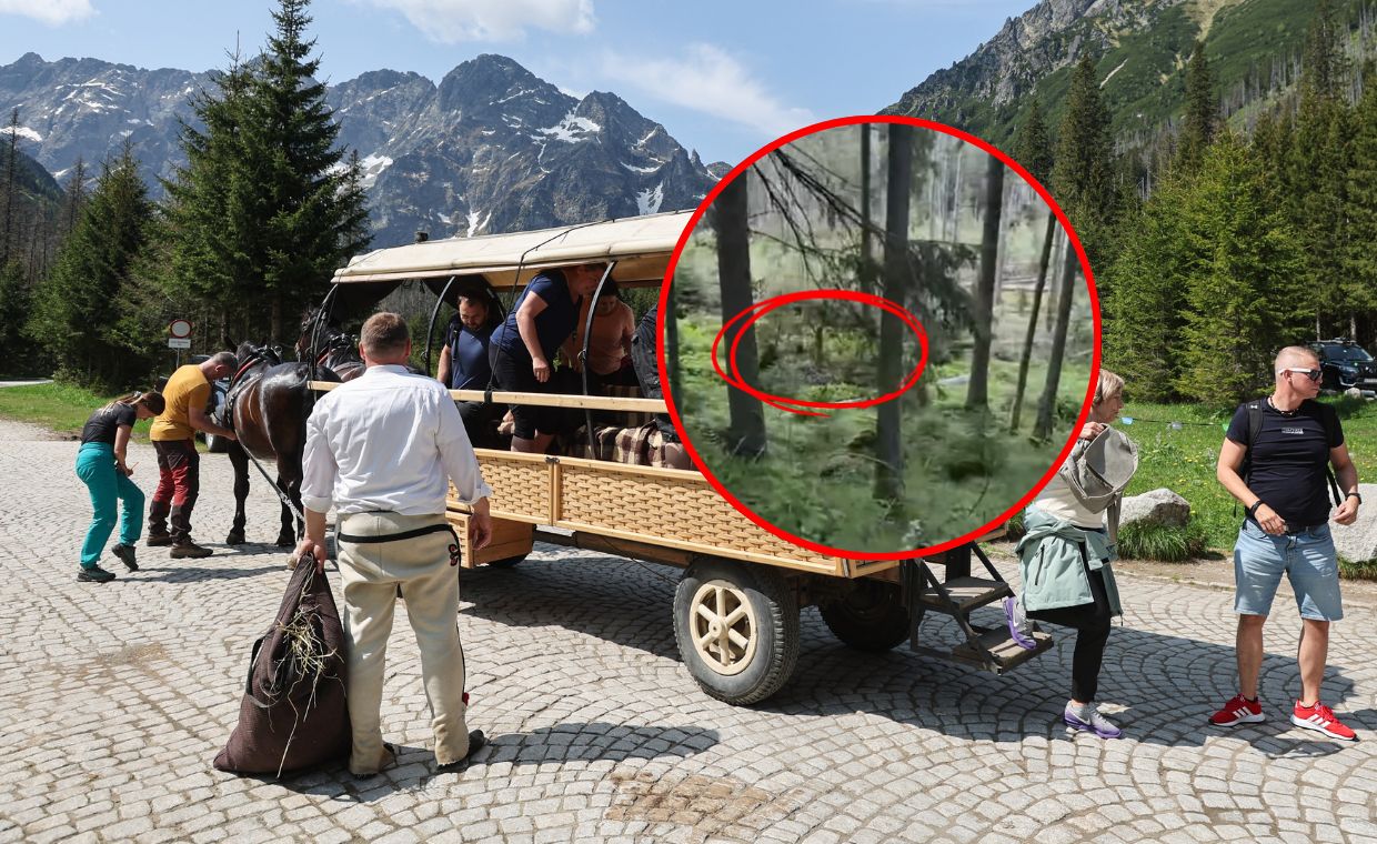 Niedźwiedź polował przy szlaku na Morskie Oko. Apel o uwagę