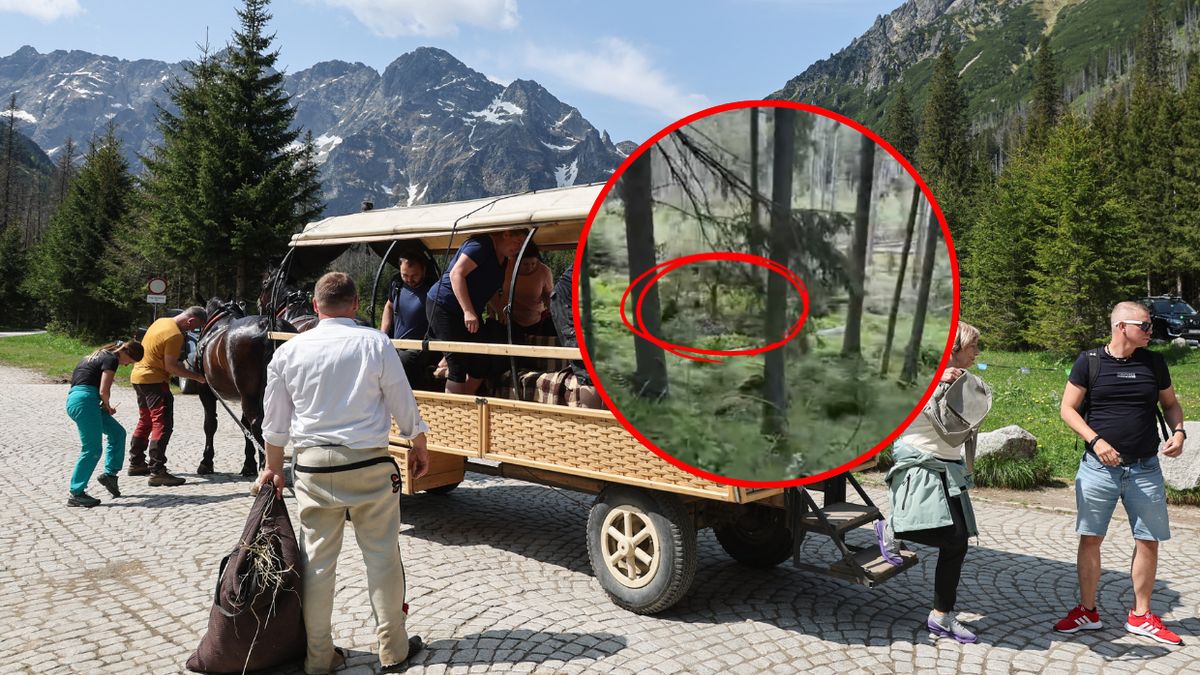 Niedźwiedź polował przy szlaku na Morskie Oko. Apel o uwagę