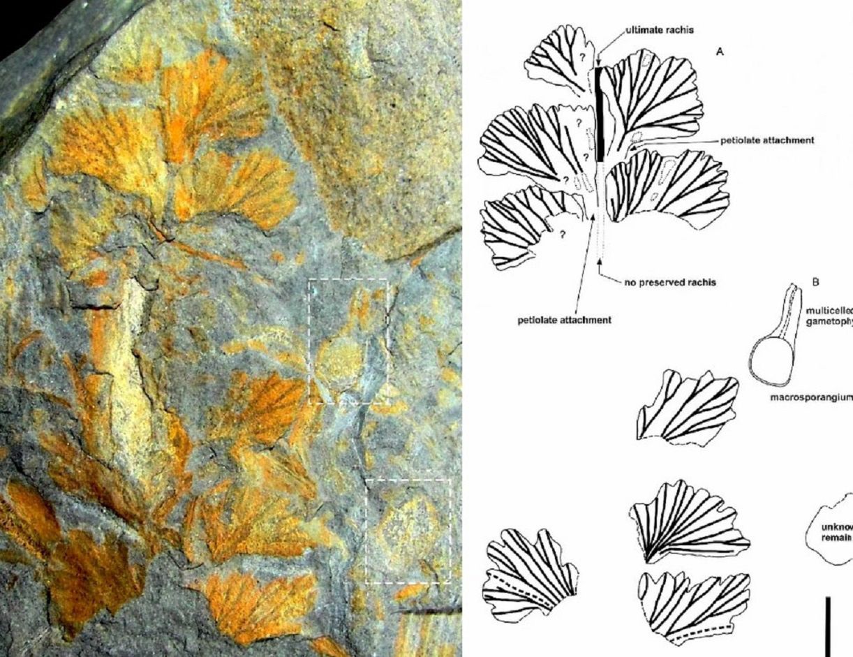 Minęło 300 milionów lat. Odkryli pozostałości rośliny