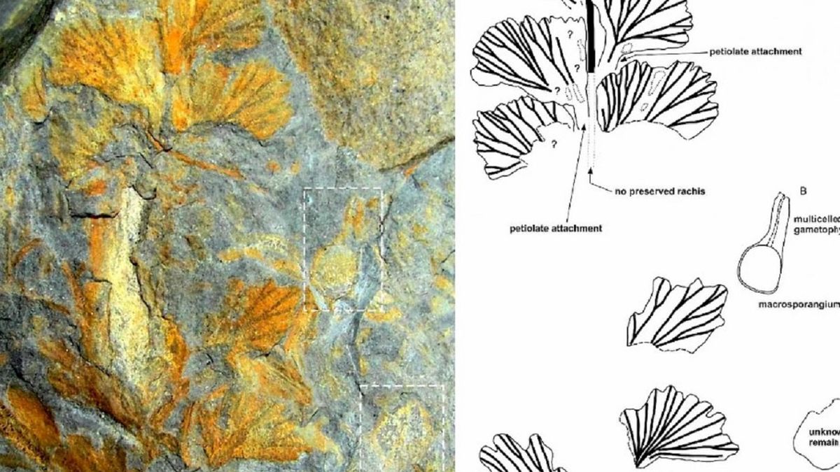 Odkrycie rośliny sprzed 300 mln lat.